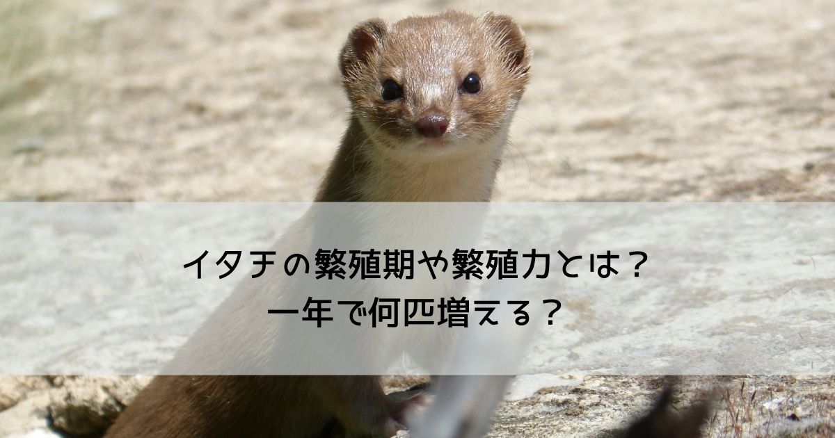 イタチの繁殖期や繁殖力とは？一年で何匹増える？ - 駆除アンサー - 害